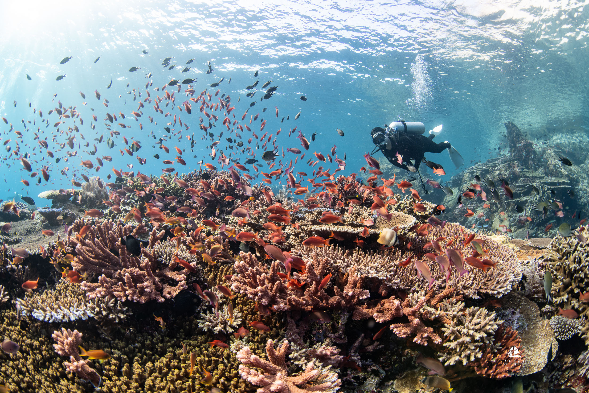 Amaya_2026_day_five_komodo_115
