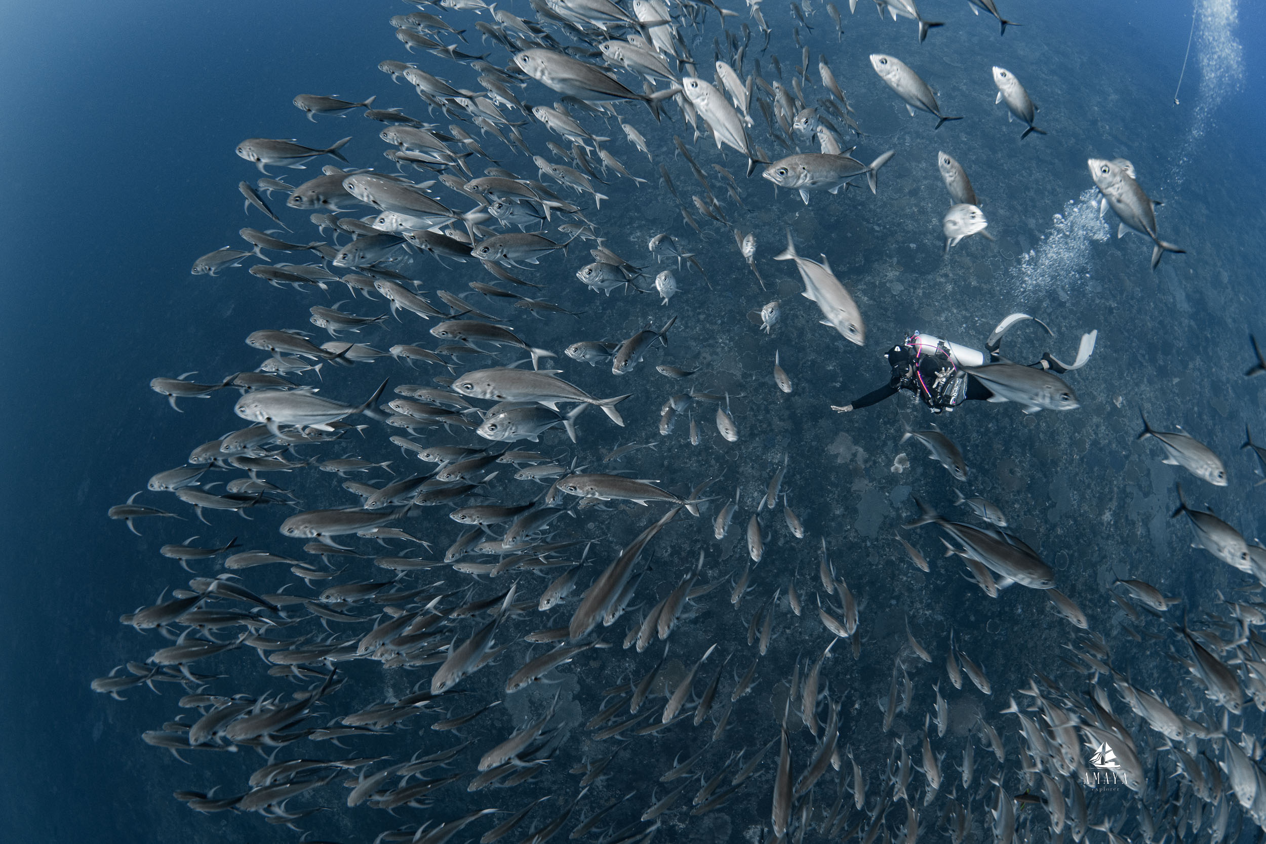 Amaya_2026_day_five_komodo_126