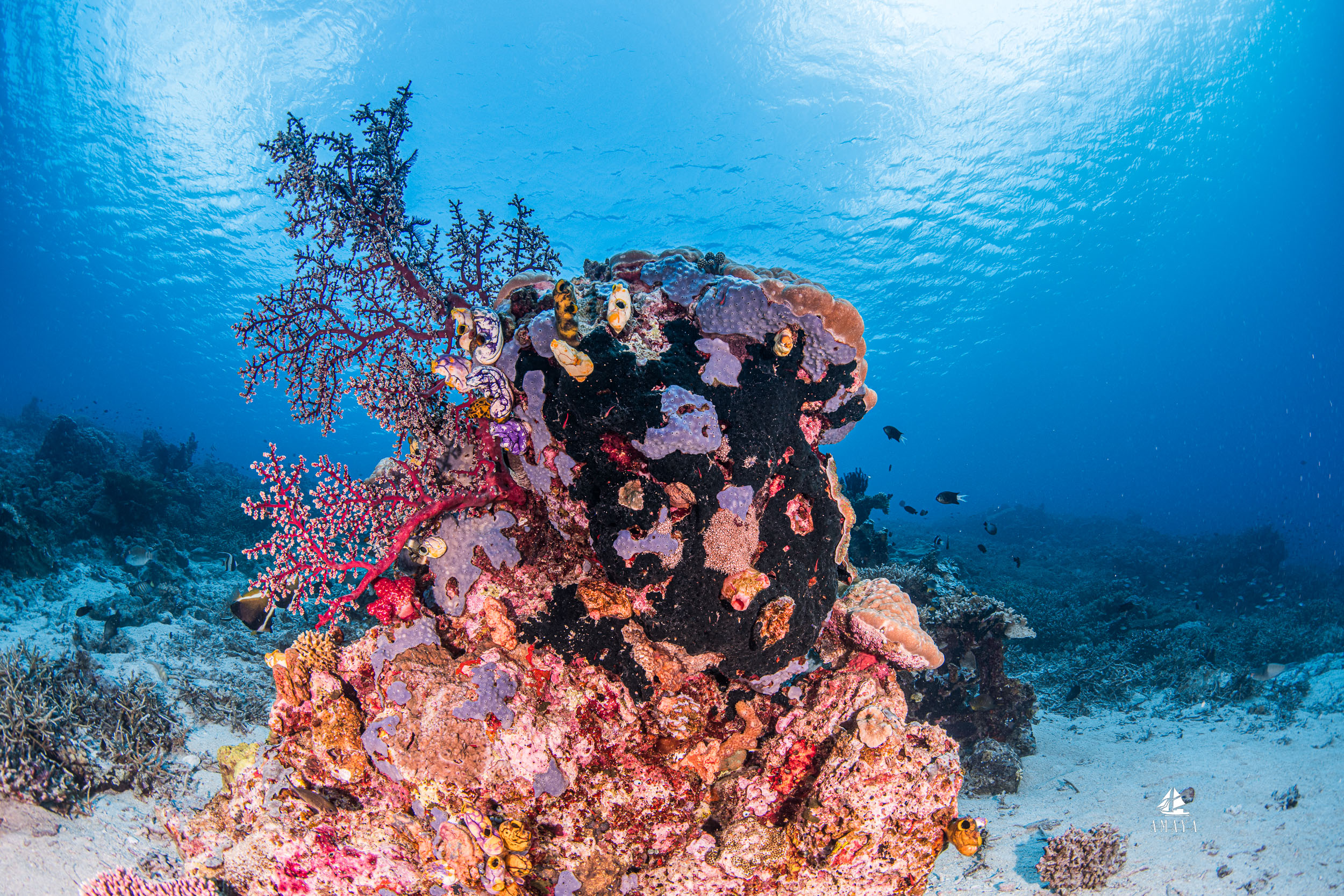 Amaya_2026_day_one_komodo_004